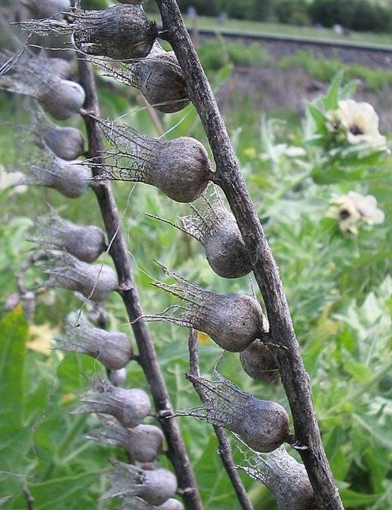 معرفی گیاهان - بنگ دانه